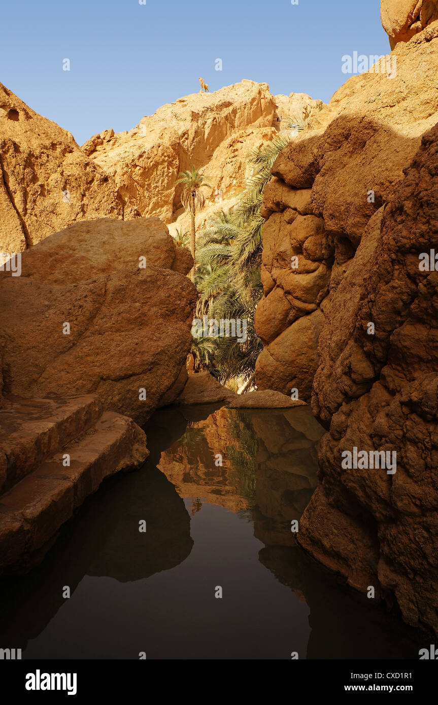 Waterfall in mountain oasis chebika hi-res stock photography and images ...