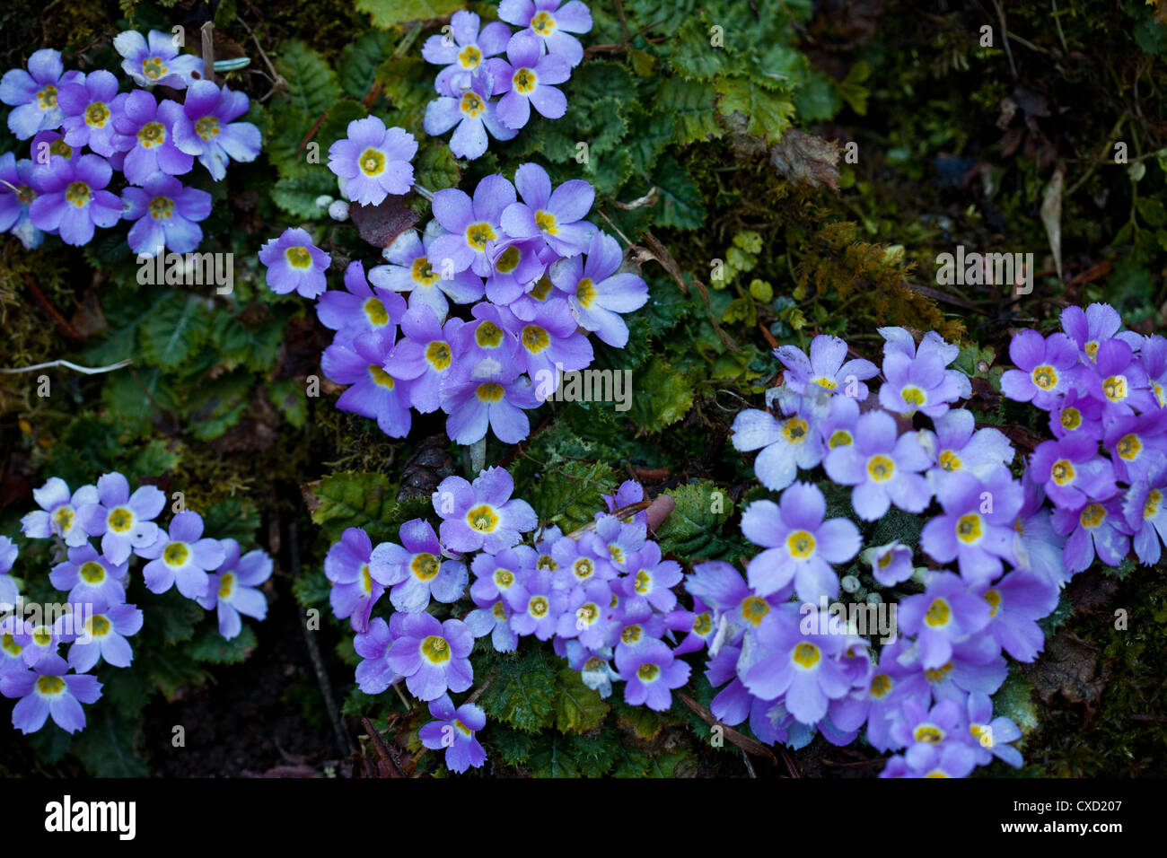 Flowers Of Nepal High Resolution Stock Photography And Images Alamy Flowers Of Nepal High Resolution Stock Photography And Images Alamy