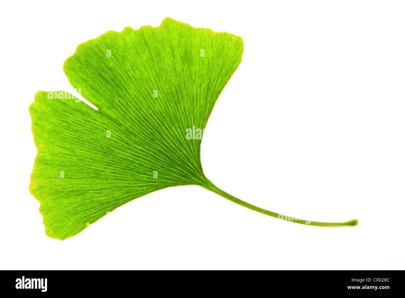 Ginkgo leaves Stock Photo