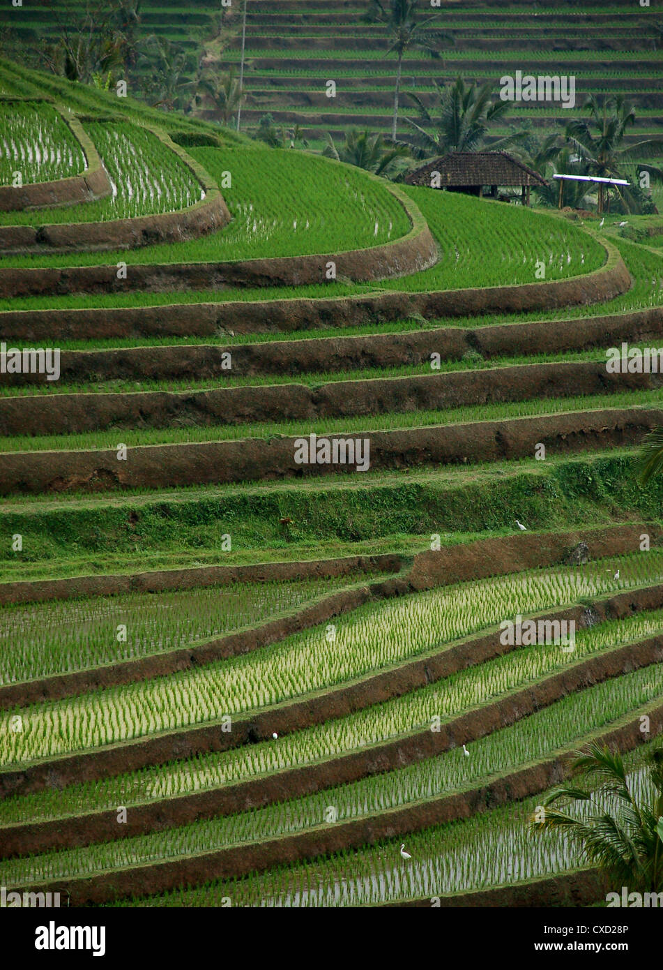 Rice fields in Bali Stock Photo - Alamy