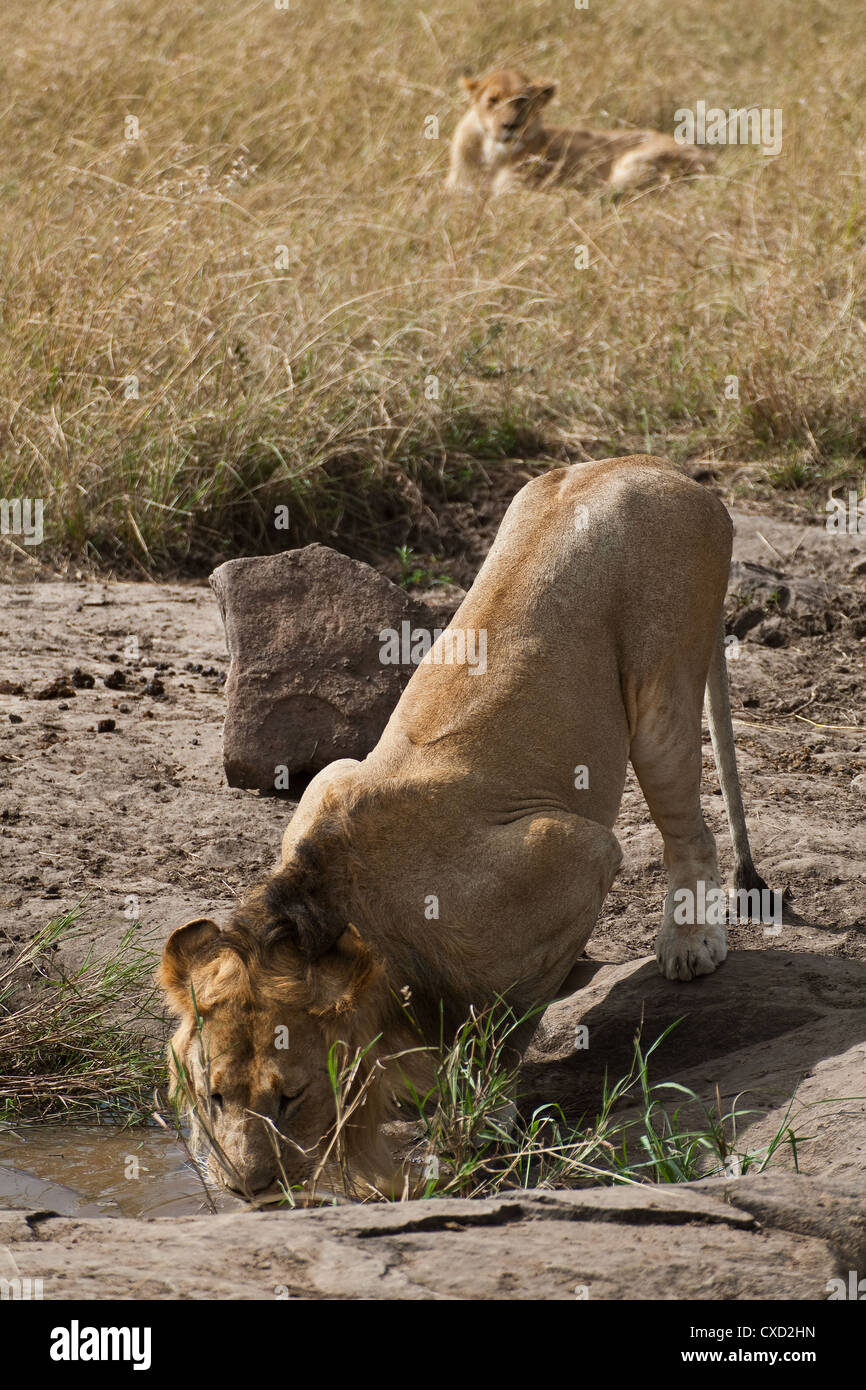 African Lion in Kenya ( Panthera Leo) Stock Photo