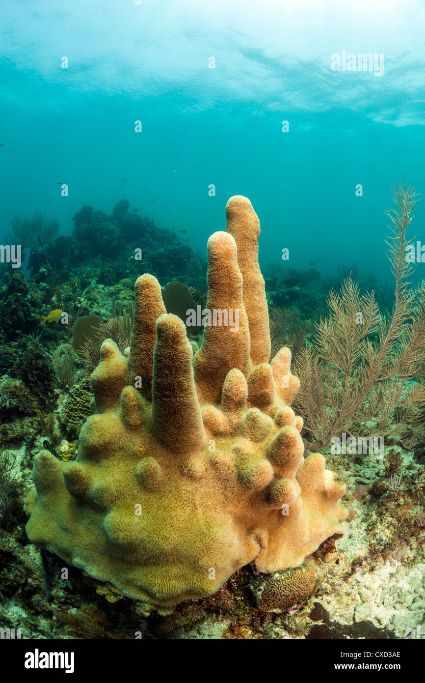 Coral reef off the coast of Roatan Honduras Stock Photo Alamy