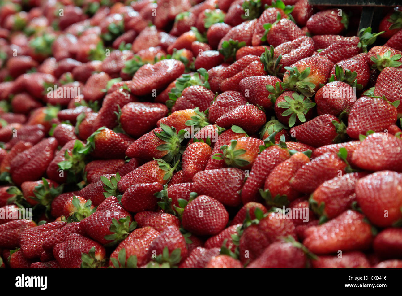 Nice strawberries hi-res stock photography and images - Alamy