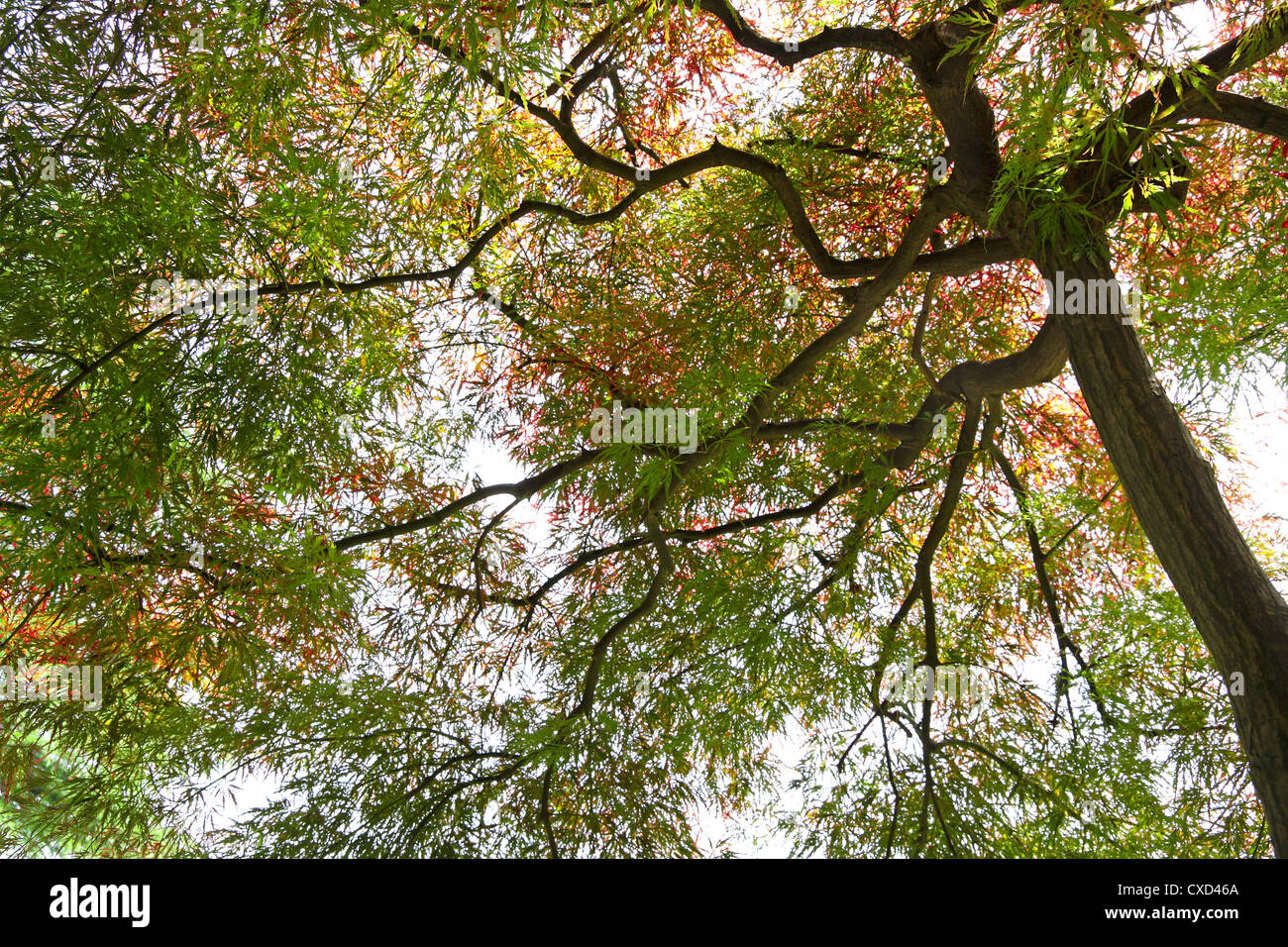 maple canopy Stock Photo