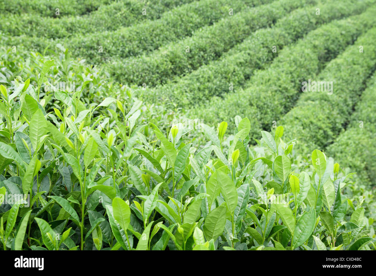 green tea plantation Stock Photo Alamy