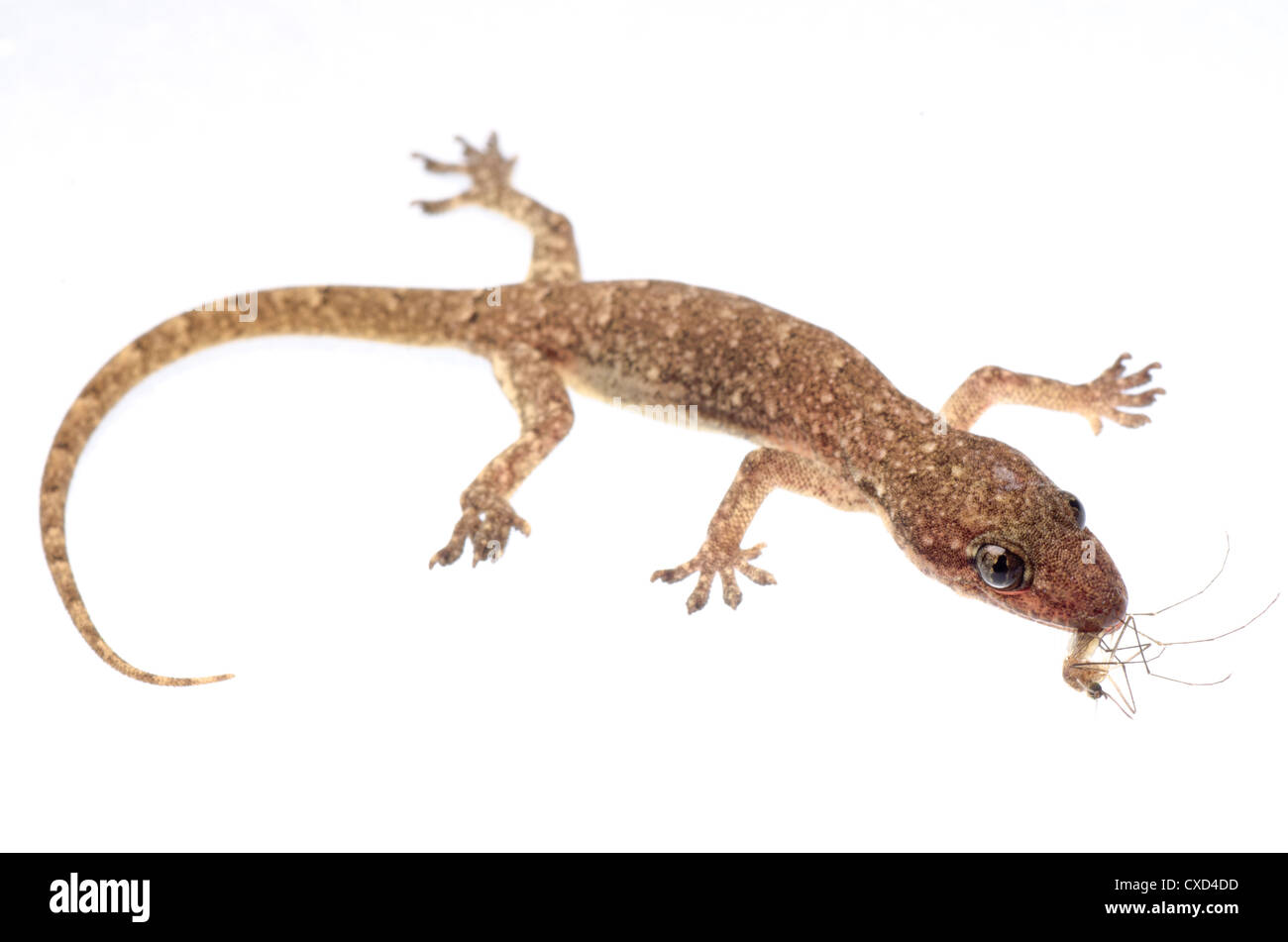 gecko eat mosquito Stock Photo Alamy
