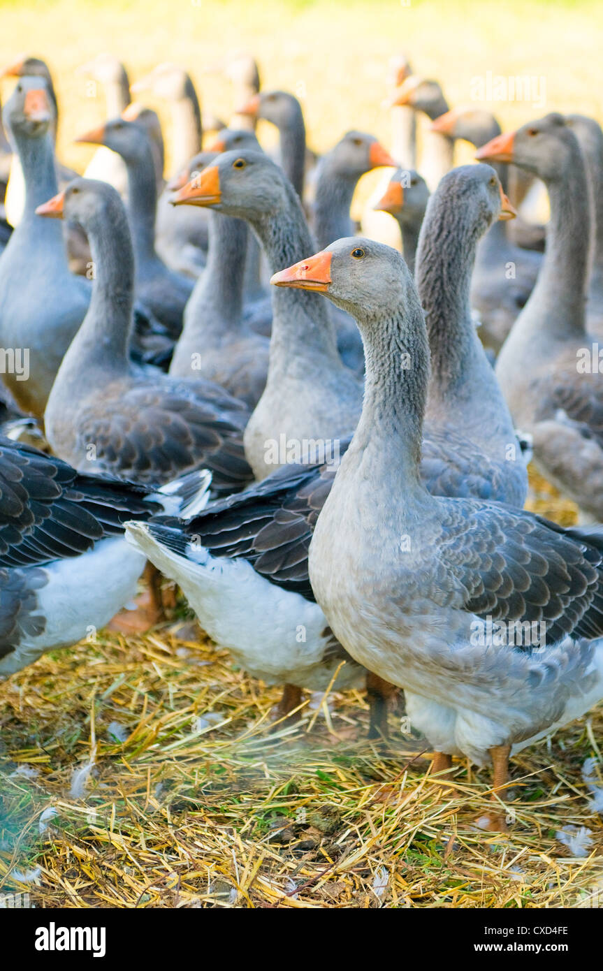 perigord geese Stock Photo