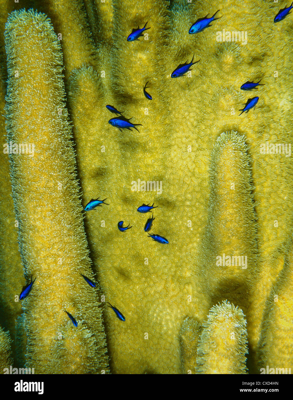Blue Chromis cyanea in front of pillar coral Stock Photo