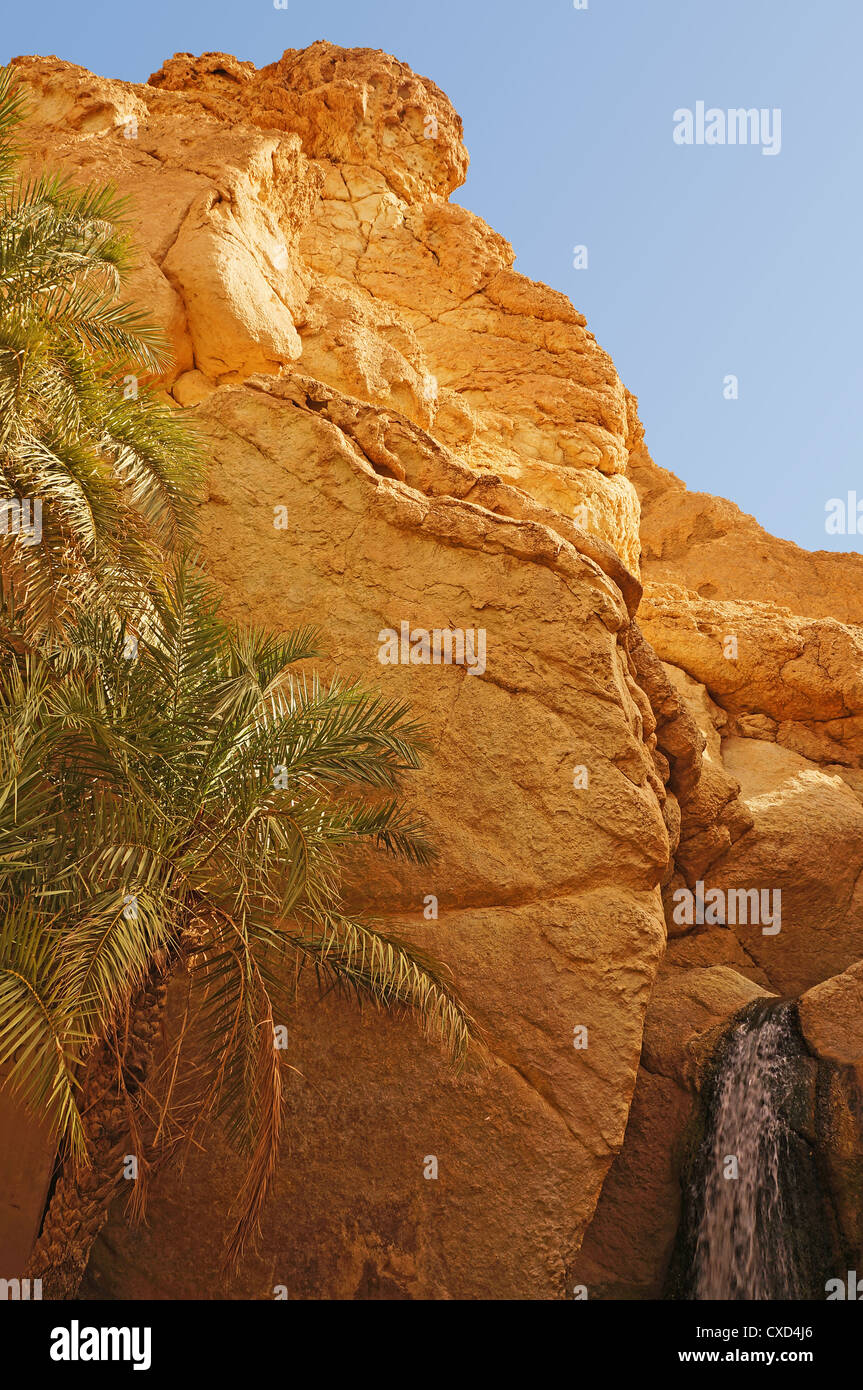 Palms in chebika mountain hi-res stock photography and images - Alamy