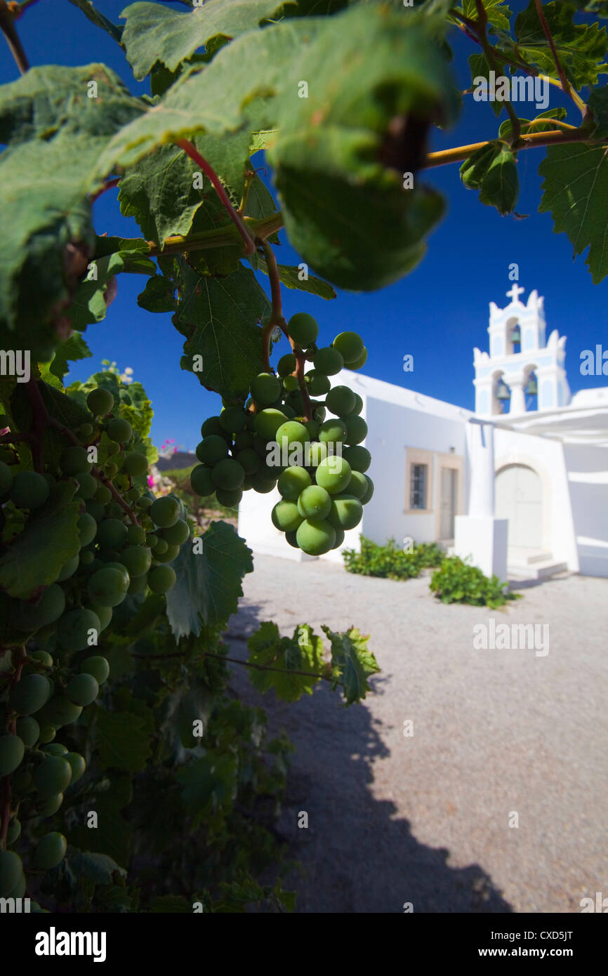 Grapes and church, Santorini, Cyclades, Greek Islands, Greece, Europe Stock Photo