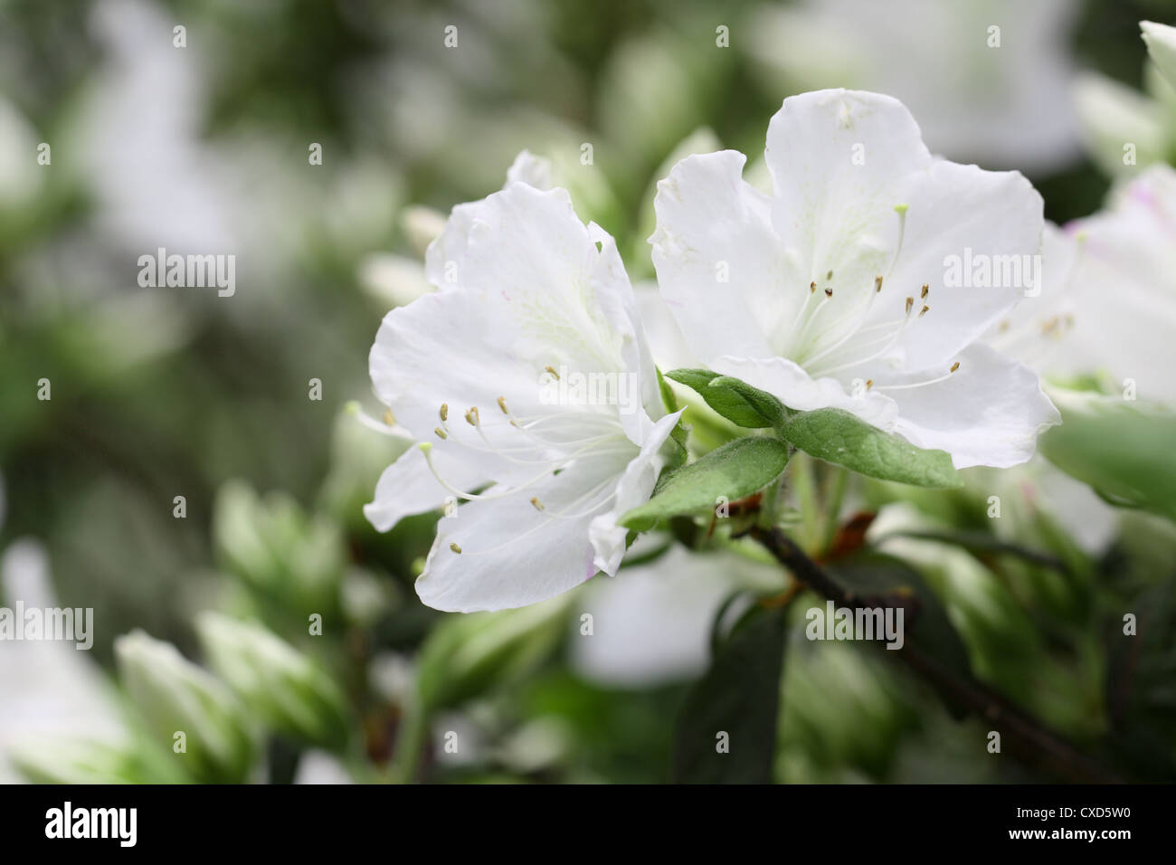white rhododendron Stock Photo - Alamy