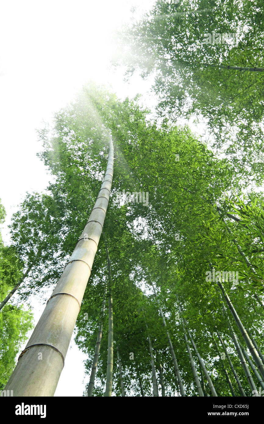 bamboo forest Stock Photo
