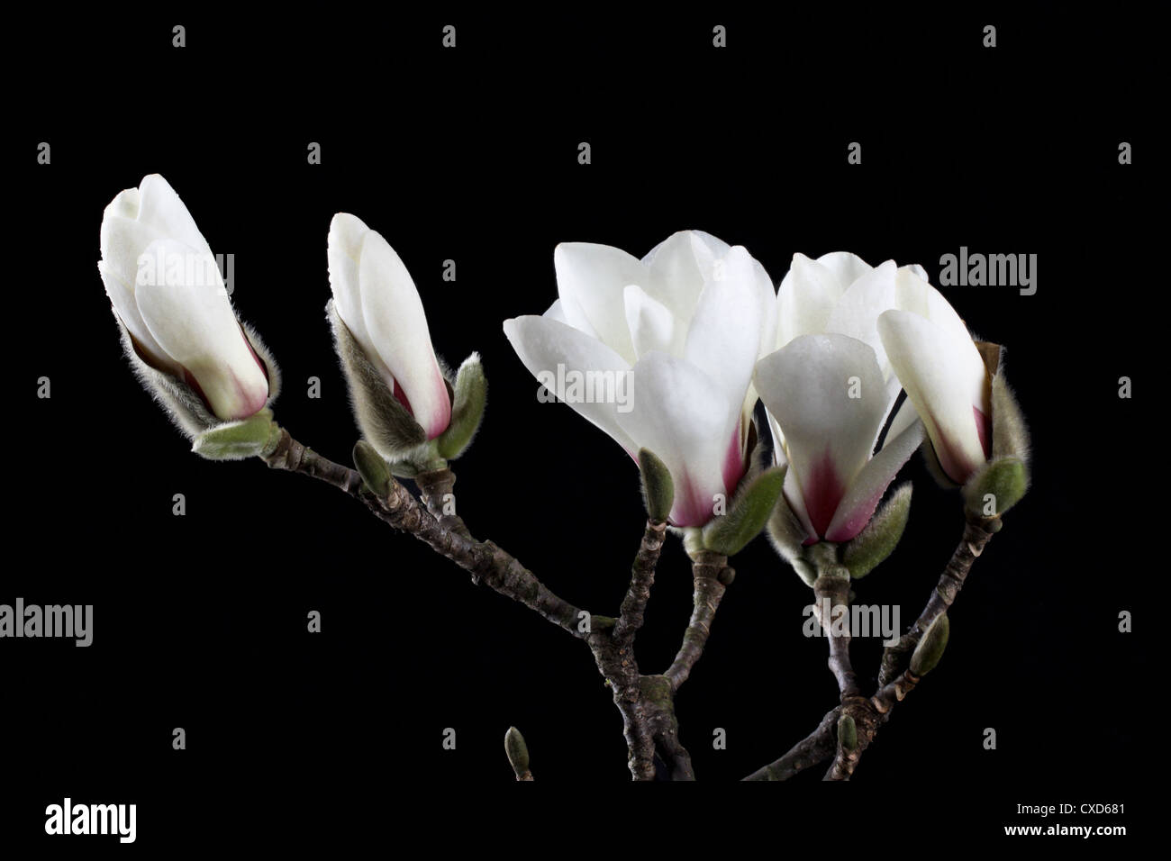 white magnolia Stock Photo