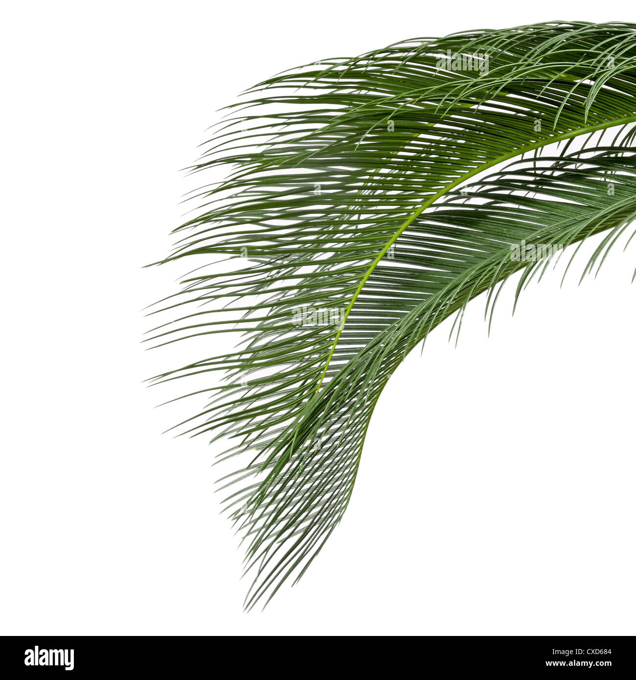 leaves of sago cycas Stock Photo
