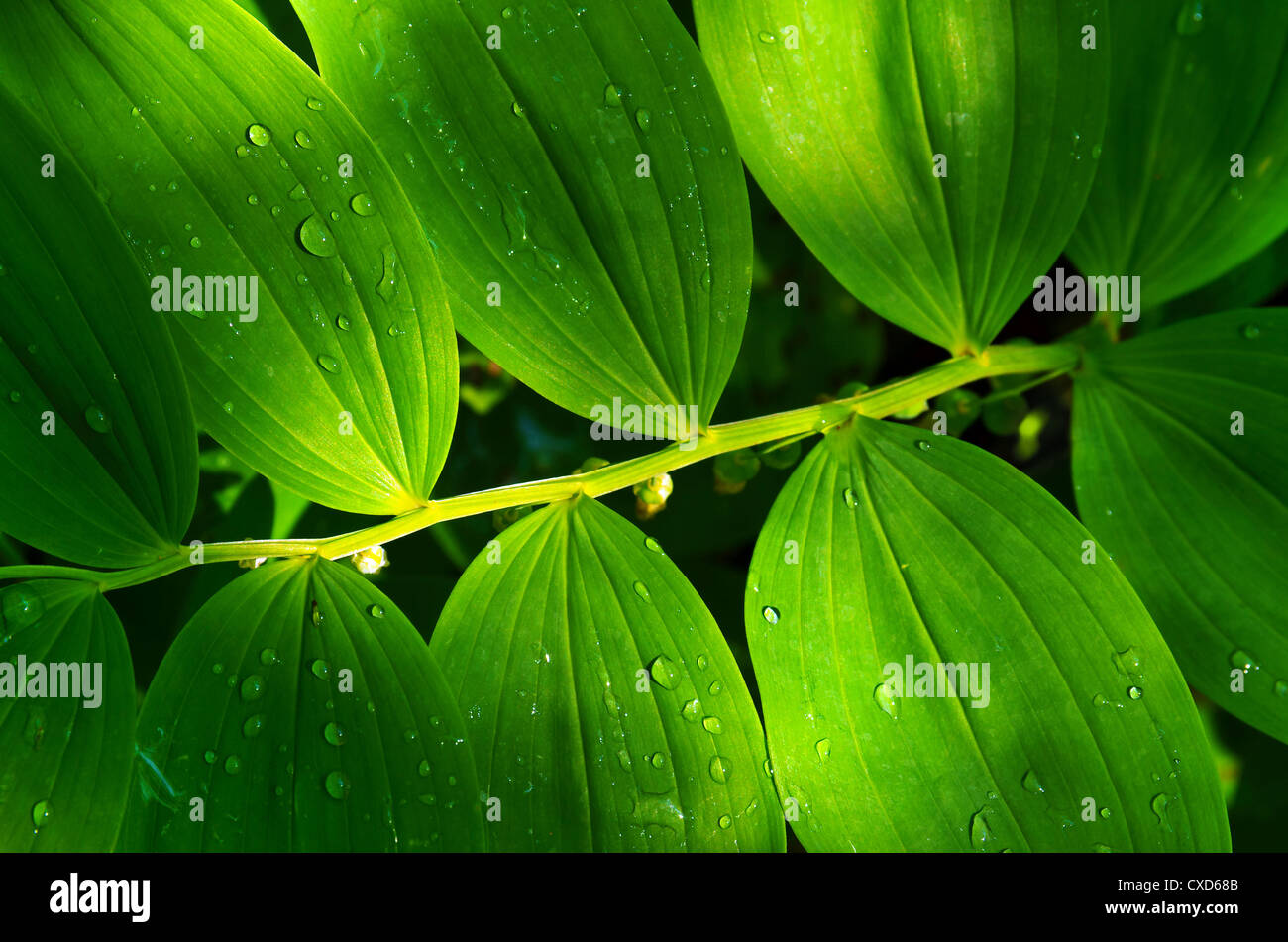 Close-up of fresh green Solomon Seal leaves with water drops after rain Stock Photo