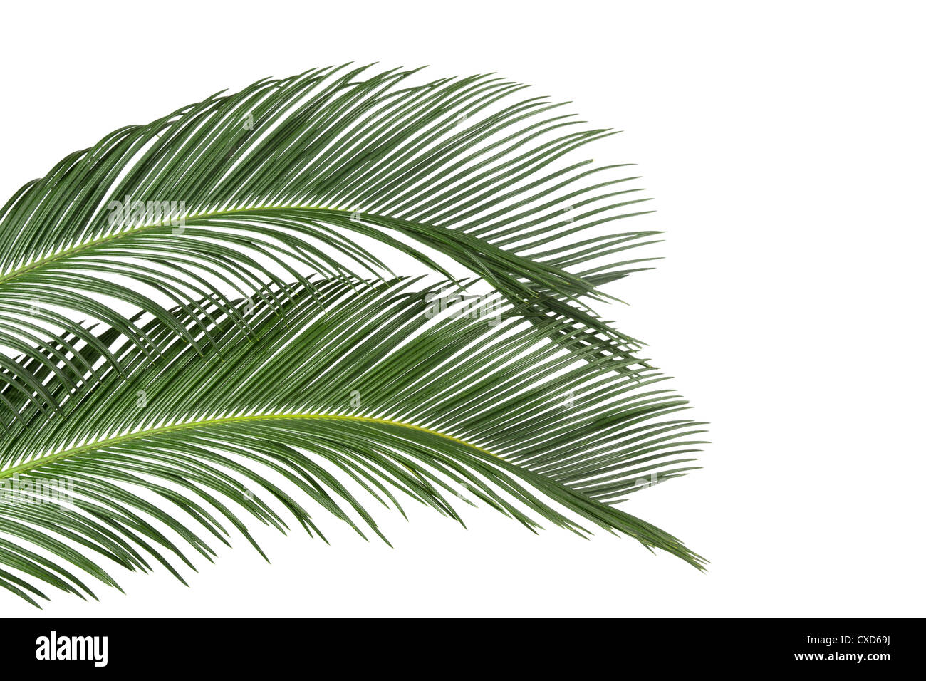 two palm leaves Stock Photo