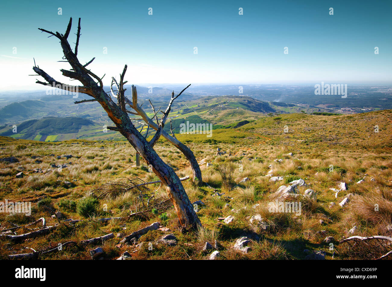 Wilderness landscape with dead trees in Montejunto Hills - Portugal Stock Photo