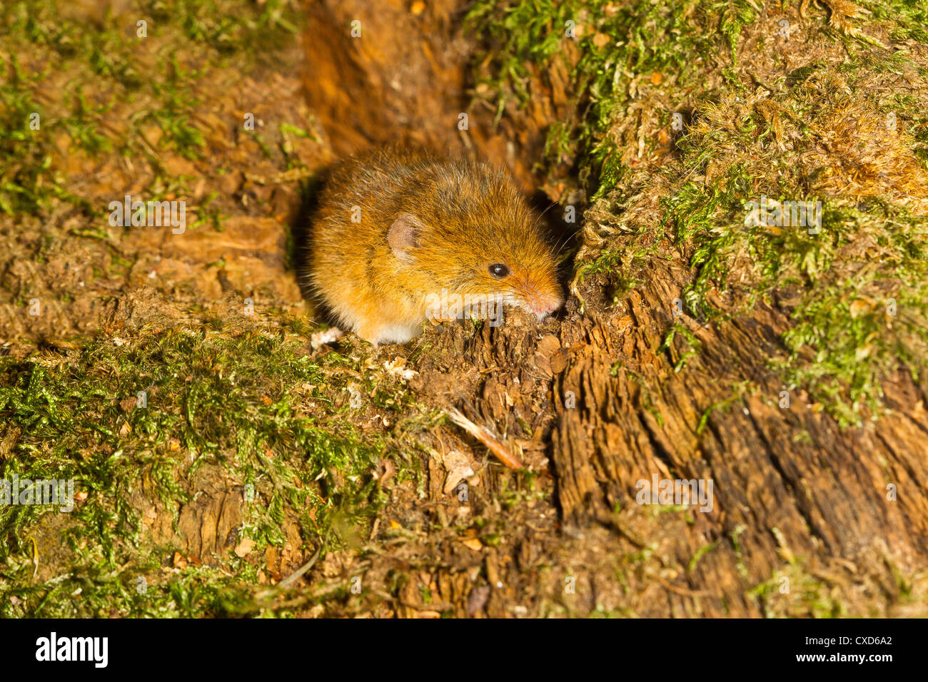 Harvest Mouse (Micromys minutus) Sitting In A Moss Covered Tree Stump