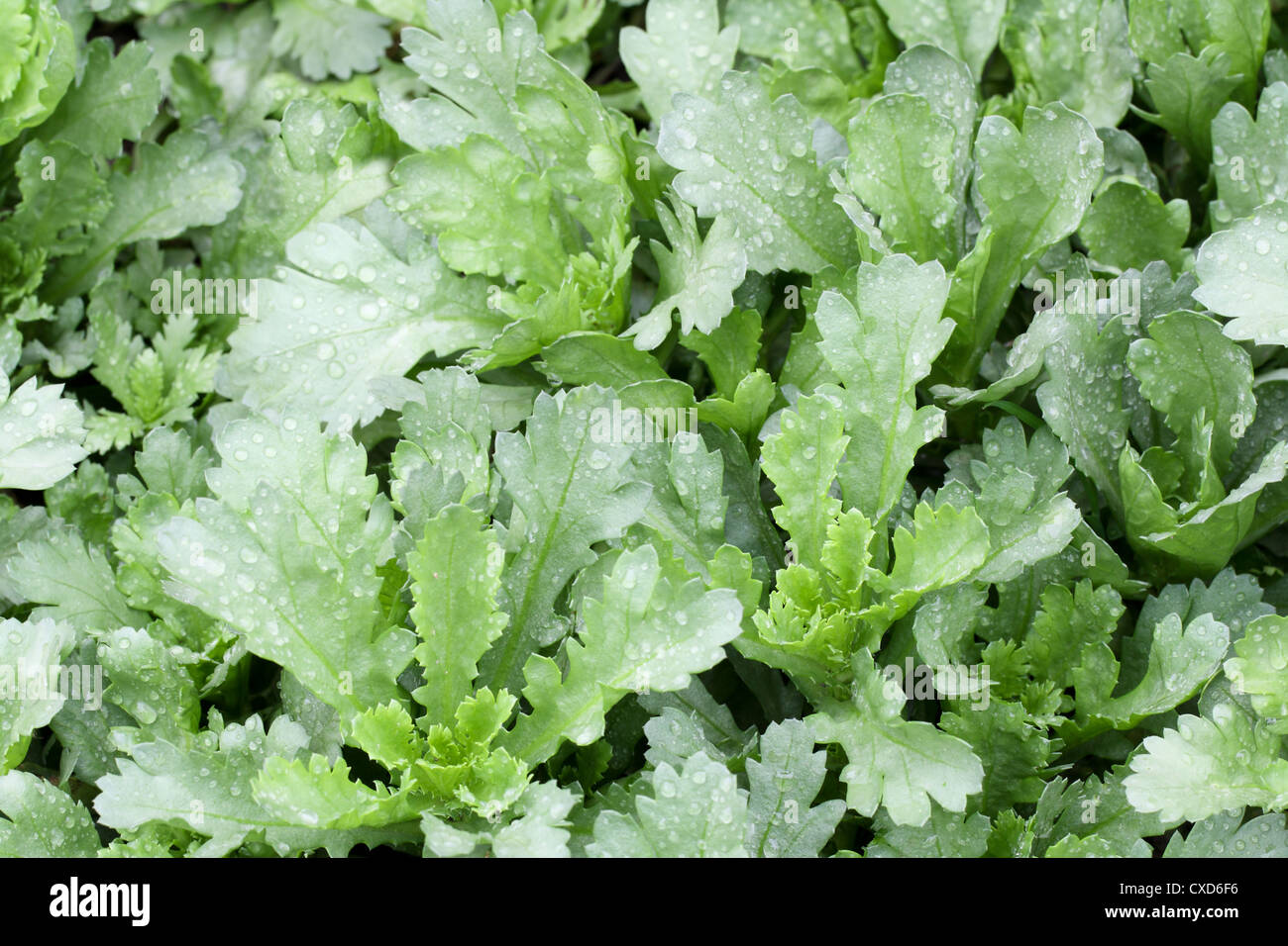 crown daisy vegetable Stock Photo Alamy