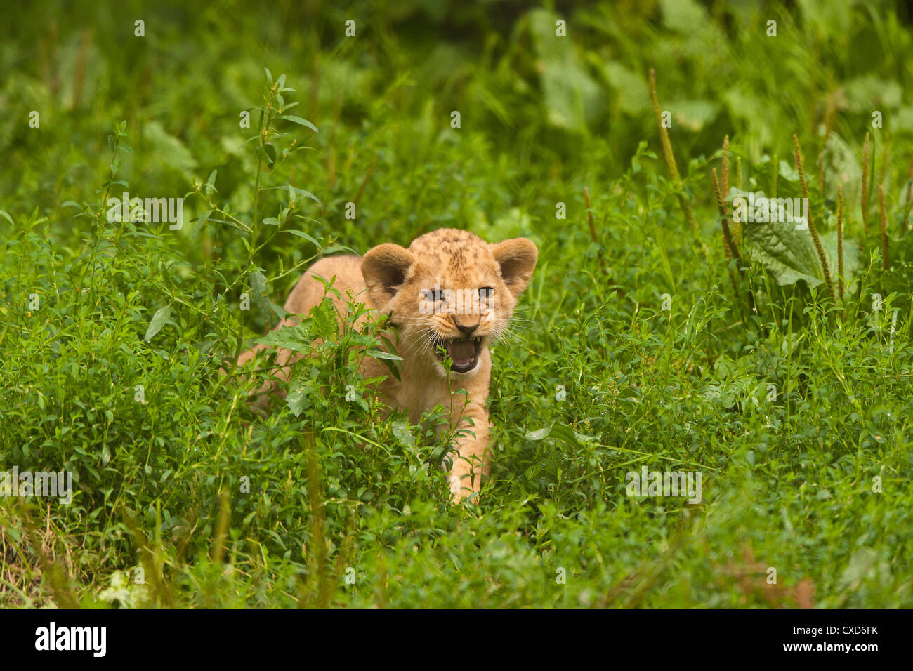 Barbary Lion Cub (Panthera leo leo) In Long Grass Stock Photo