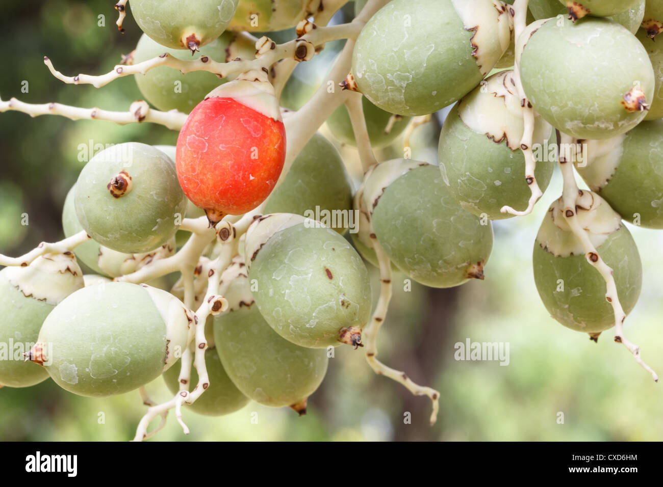 Palm Seed Stock Photos & Palm Seed Stock Images Alamy