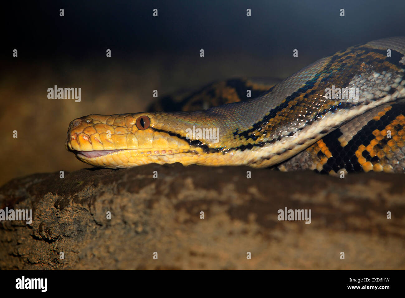 African Rock Python. Bali zoo. Indonesia Stock Photo