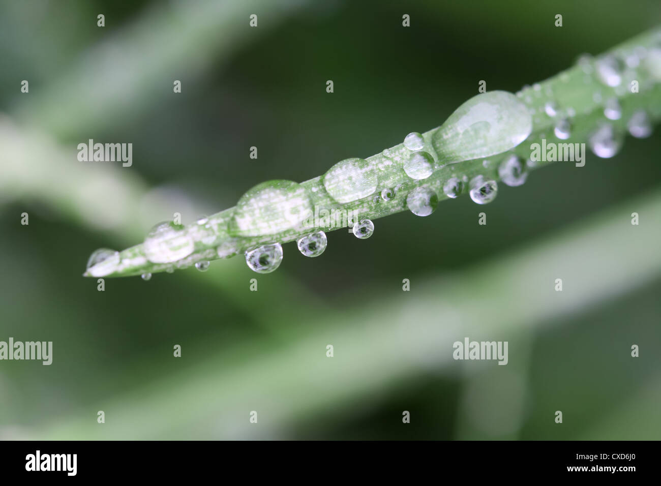 Sparkling dew drops hi-res stock photography and images - Alamy