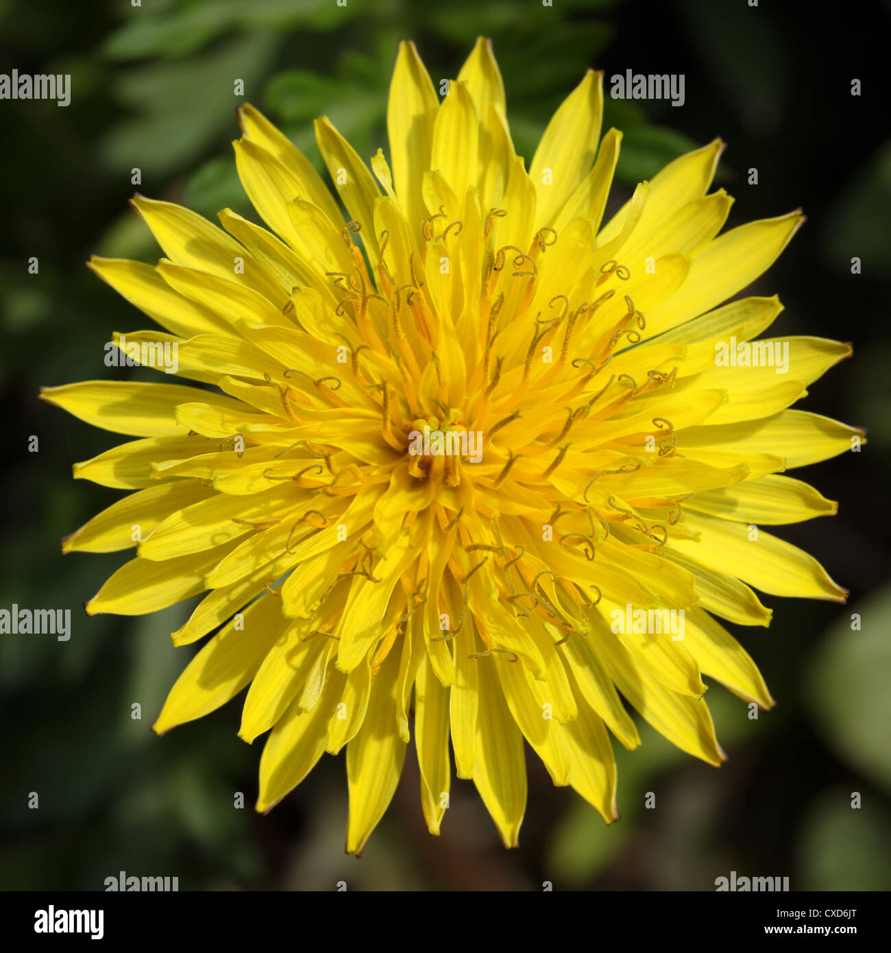 dandelion flower Stock Photo
