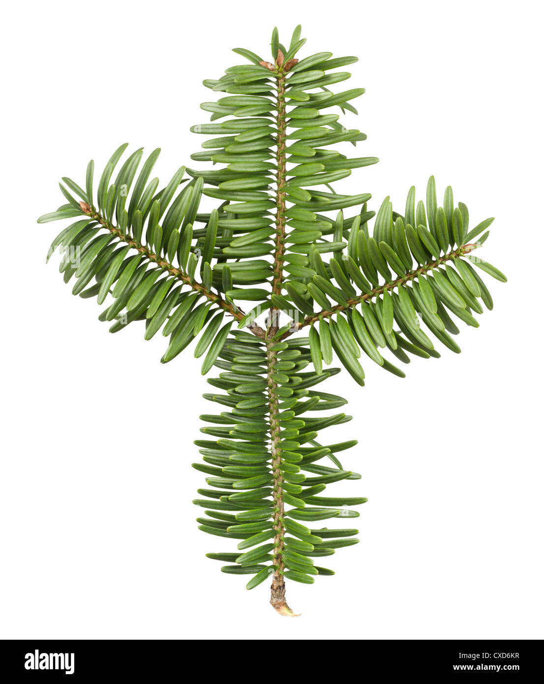 pine tree branch Stock Photo
