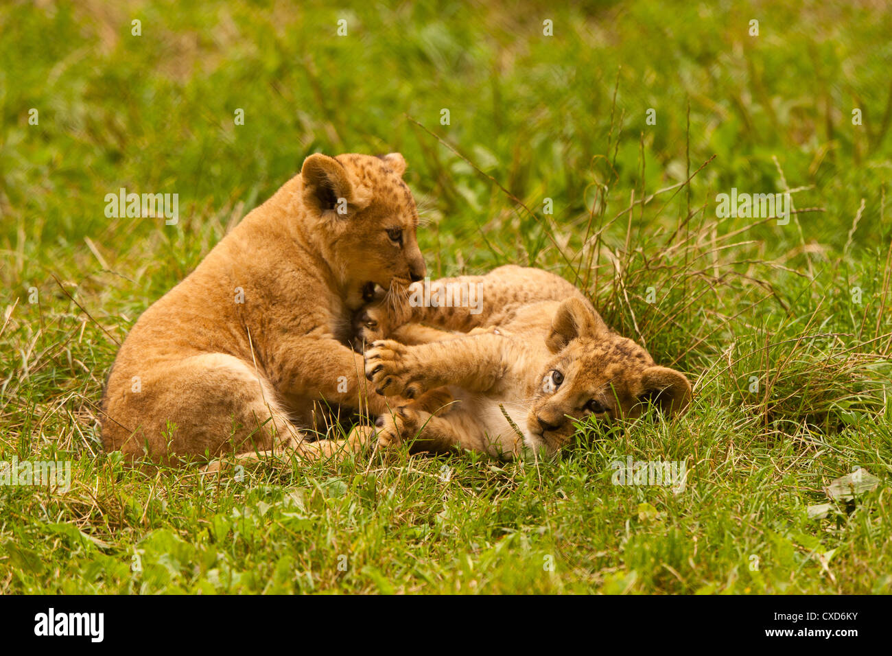 Barbary Lion Cubs (Panthera leo leo) Playing Together Stock Photo - Alamy