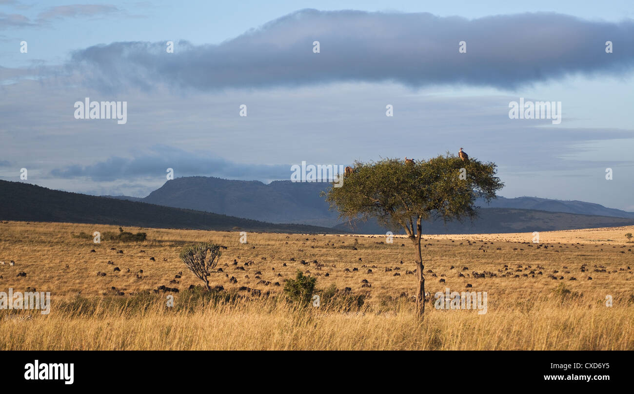 landscape of the savannah in Kenya Stock Photo