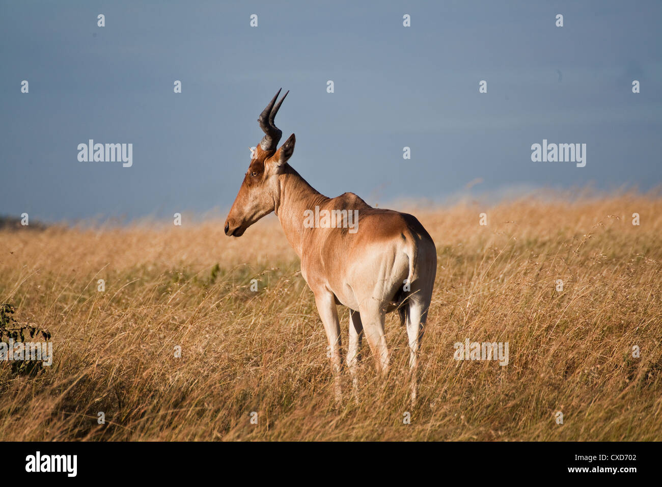 Antelope African safari in Kenya Stock Photo - Alamy
