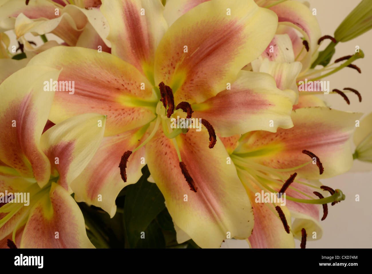 Close up of lily flower, called Shocking, showing stigma with pollen and anthers. Stock Photo