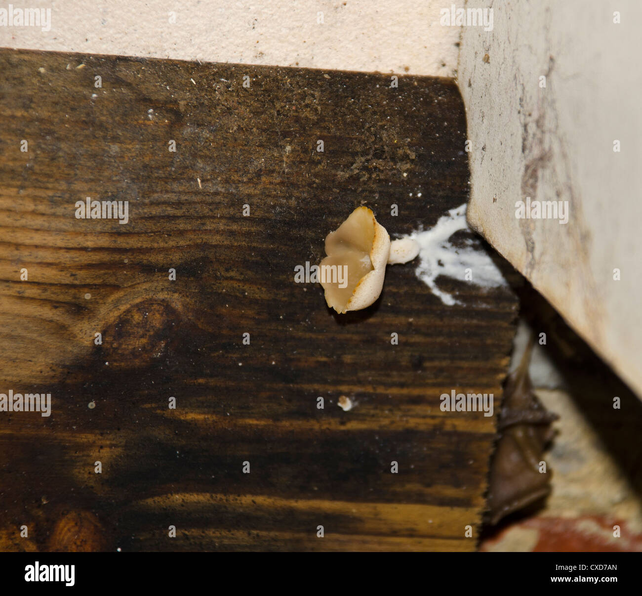brown wet rot from leaking washing machine Stock Photo Alamy