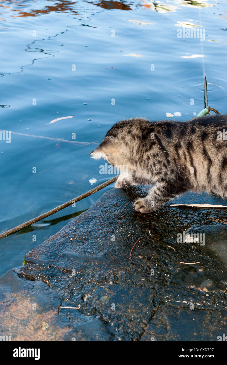 Tabby cat attempting to catch small fish in Agios Nikolaos lake Crete