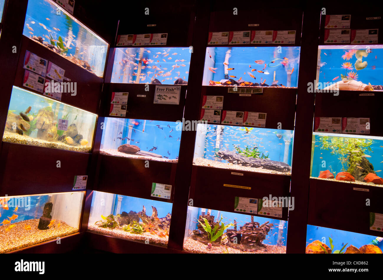Tropical fish in tanks for sale, UK Stock Photo