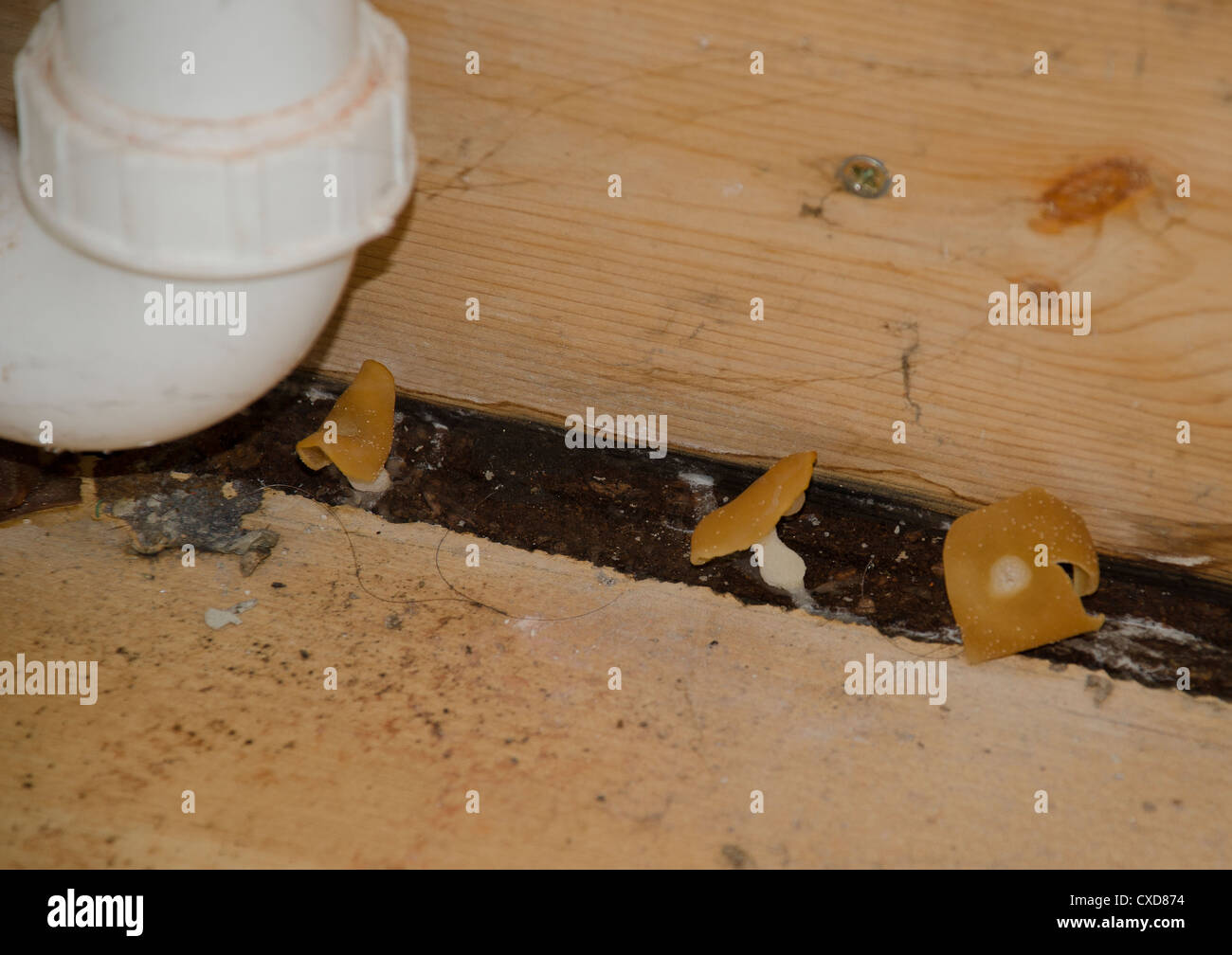 brown wet rot from leaking washing machine Stock Photo Alamy