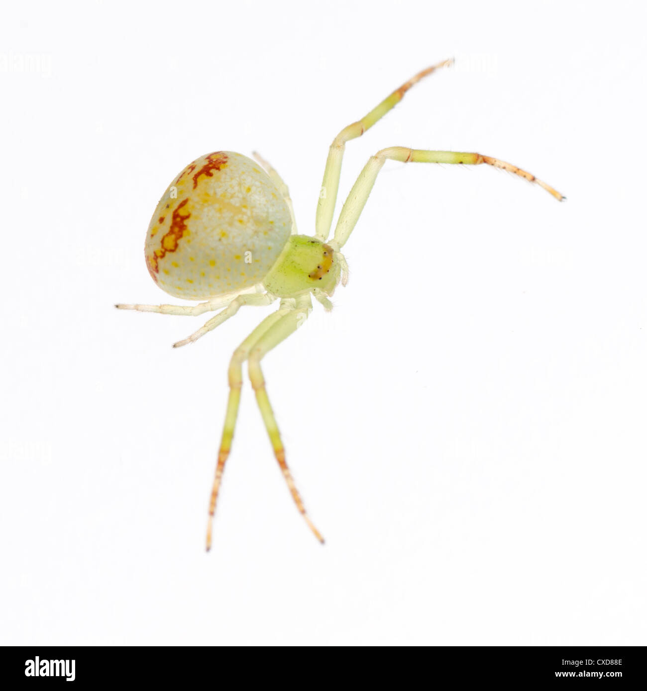 Green crab spider hires stock photography and images Alamy