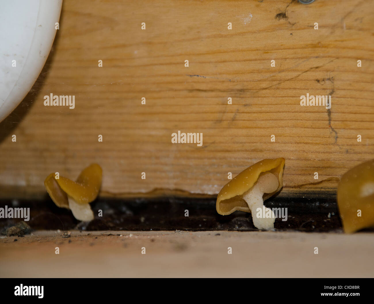brown wet rot from leaking washing machine Stock Photo Alamy