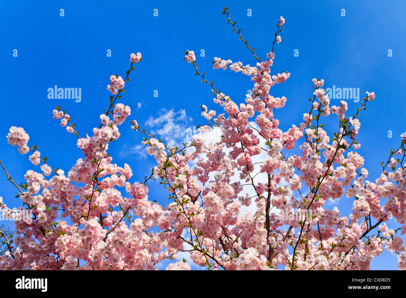 Spring cherry blossoms (pink) and blue background Stock Photo