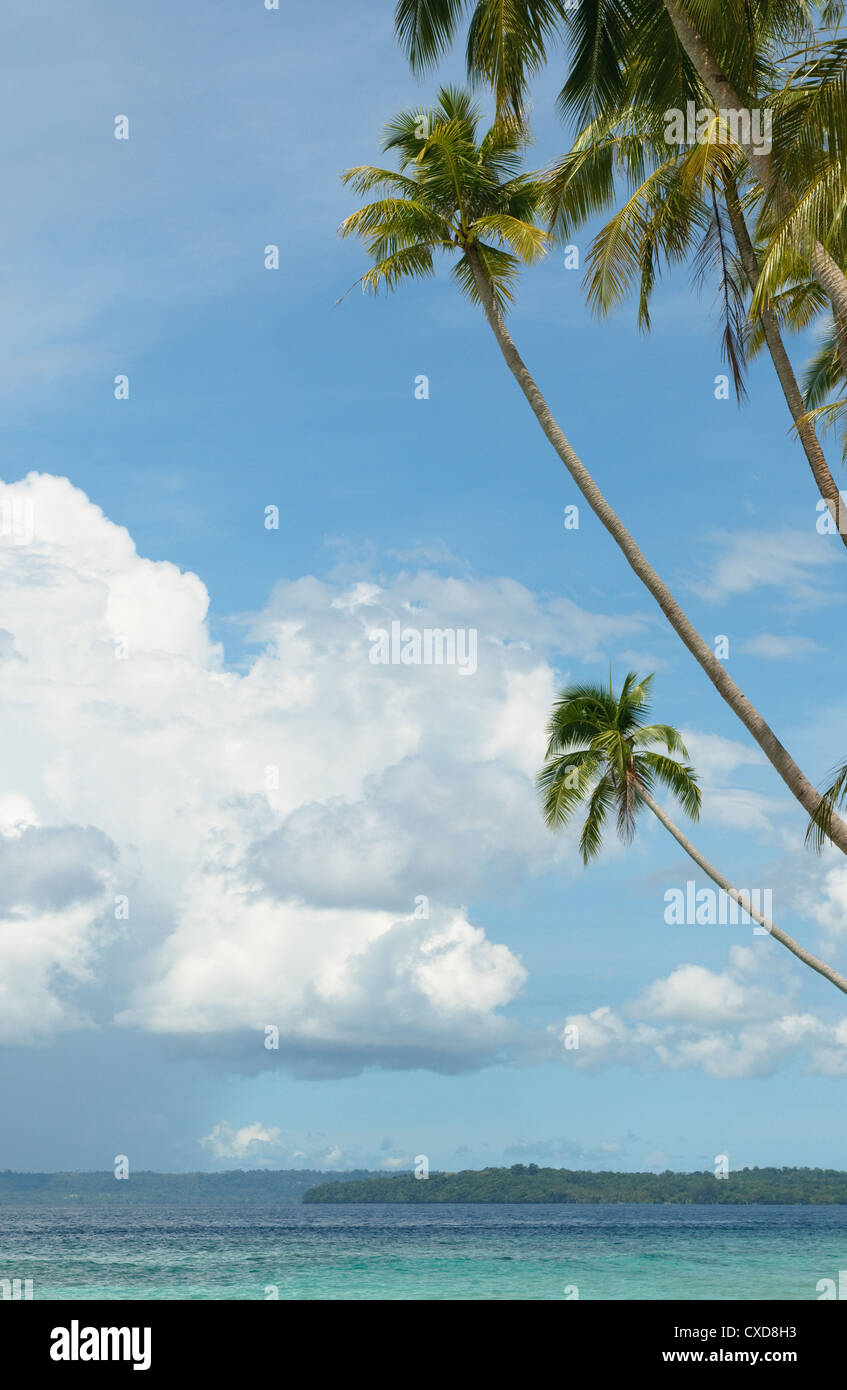 background of sea, sky and palm trees Stock Photo - Alamy
