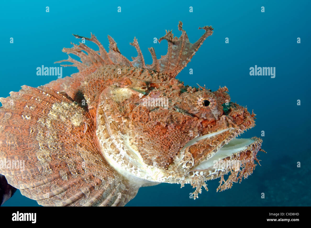 Ravane hi-res stock photography and images - Alamy