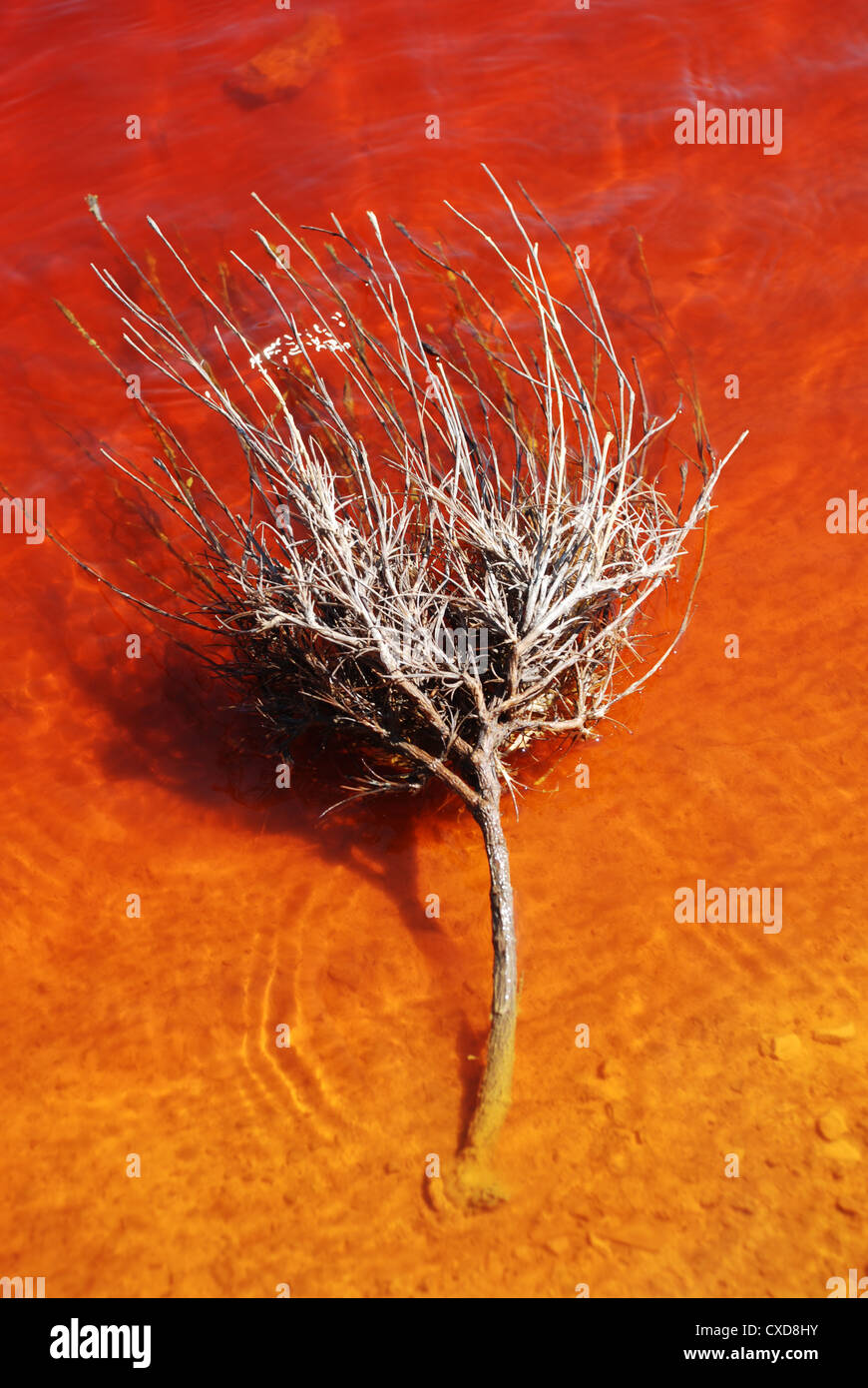 Dead plant in polluted water Stock Photo Alamy