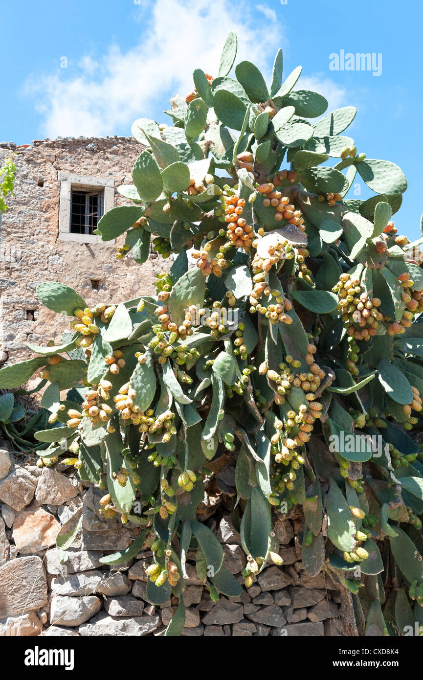 Opuntia Prickly Pear Cactus genus Cactaceae in full fruit Crete Greece  Stock Photo - Alamy