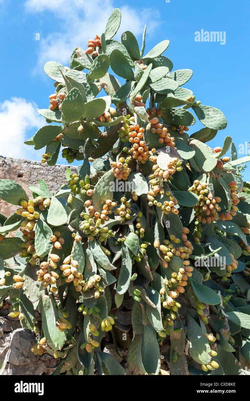 Opuntia Prickly Pear Cactus genus Cactaceae in full fruit Crete Greece
