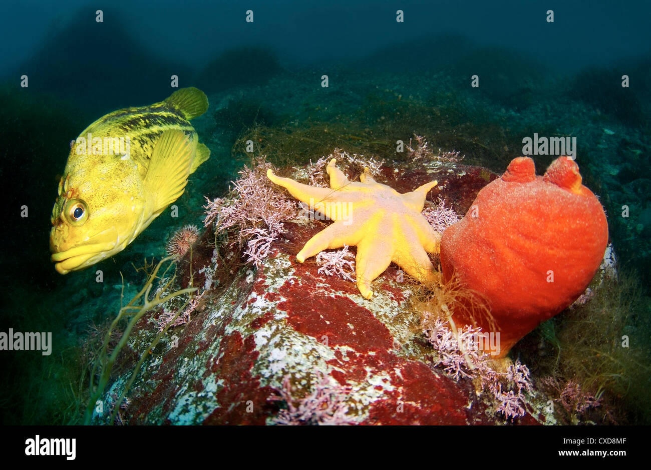 Yellow Rockfish (Sebastes trivittatus) and  Pacific sun star (Solaster pacificus) Stock Photo