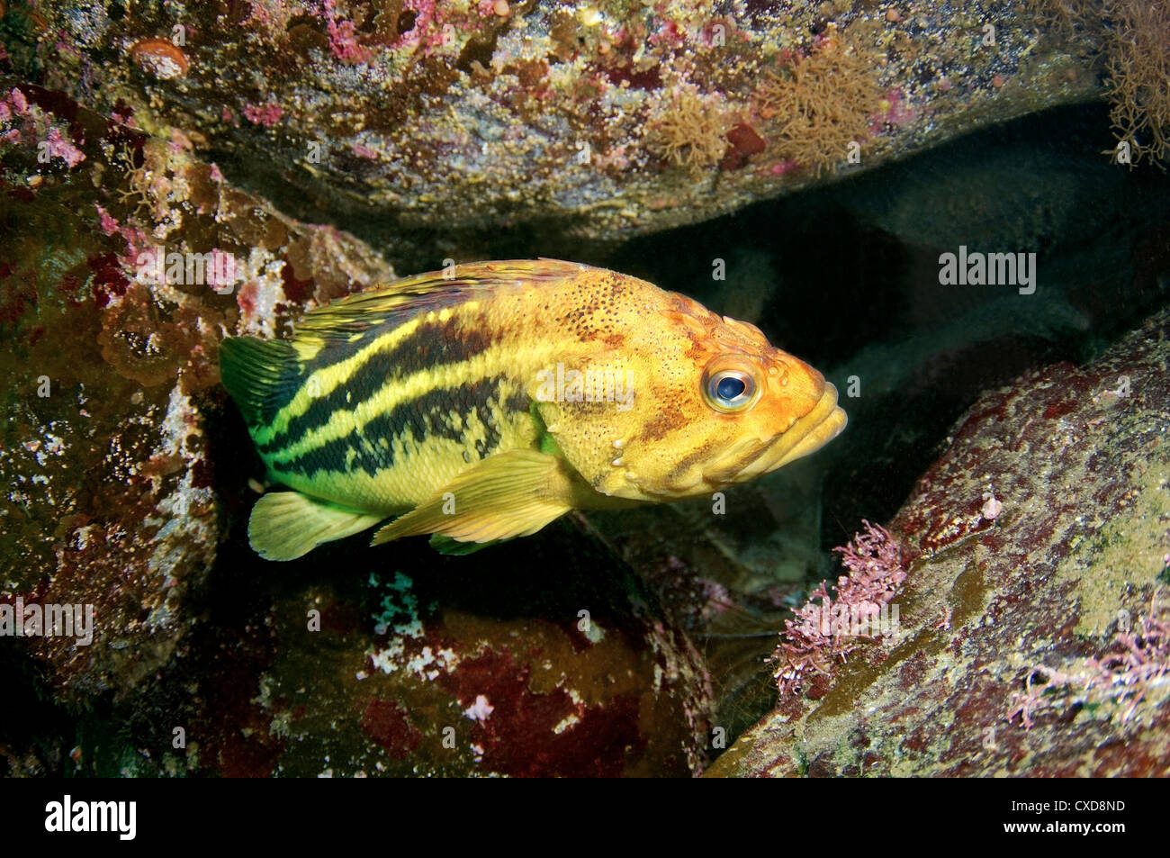 Gold rockfish hires stock photography and images Alamy