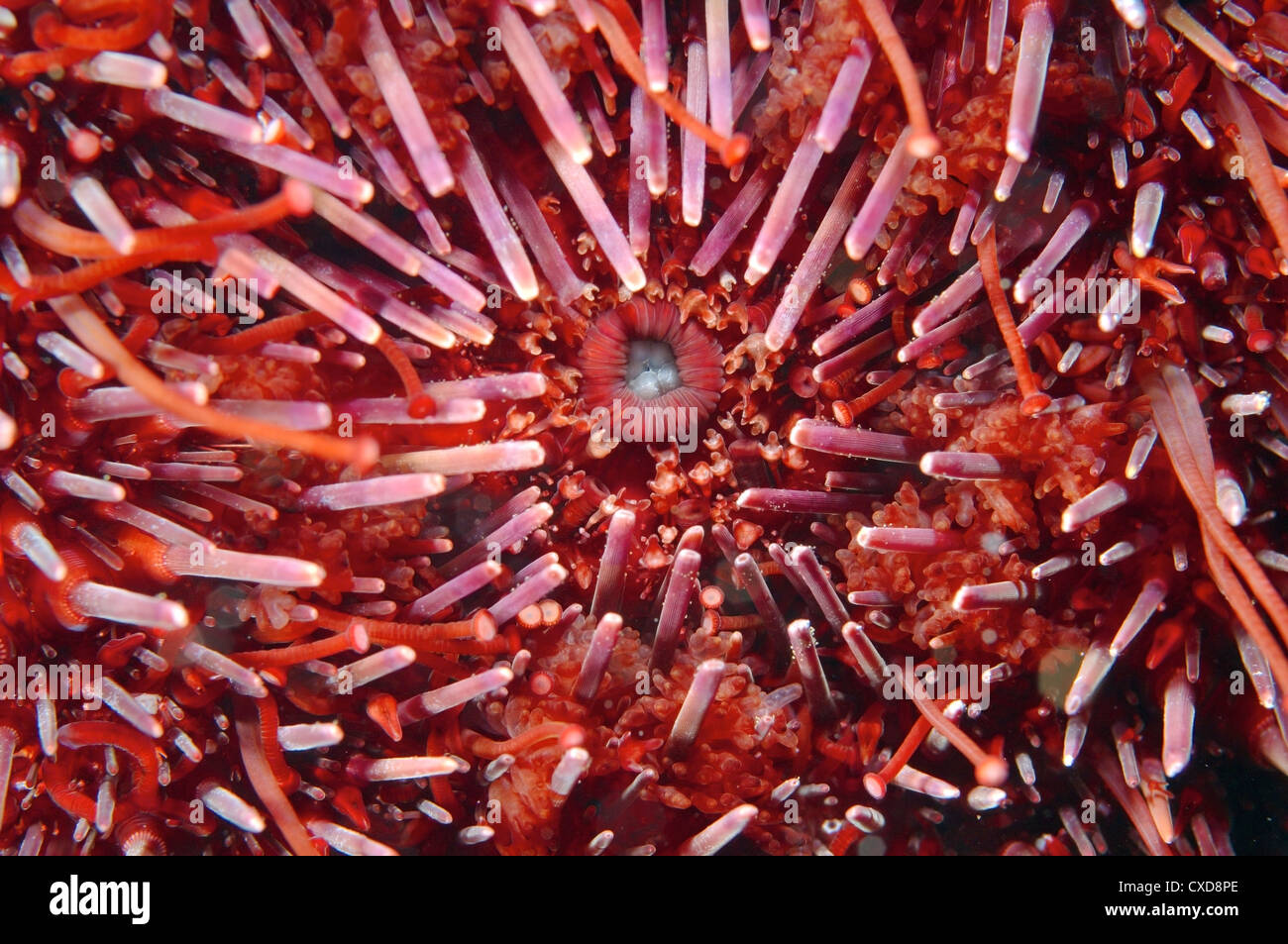 Mouth Green sea urchin (Strongylocentrotus droebachiensis) Japan sea, Far East, Primorsky Krai, Russian Federation Stock Photo