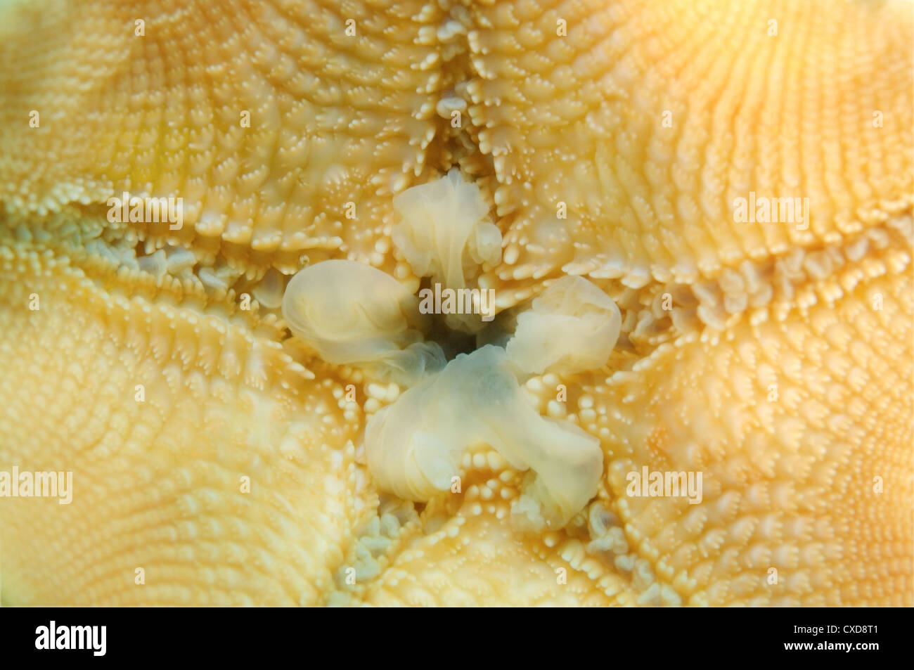 Mouth Starphish Asterina (patiria pectinifera) Japan sea, Far East, Primorsky Krai, Russian Federation Stock Photo
