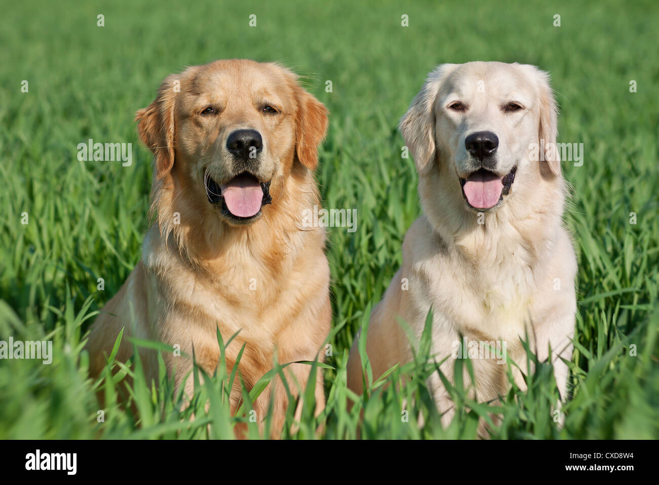 Pair of golden retriever dogs hi-res stock photography and images - Alamy